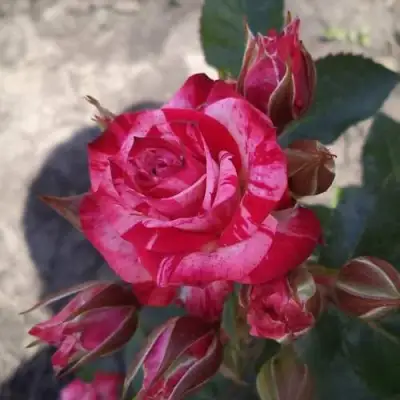 саженцы розы Файер Воркс