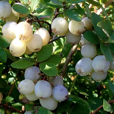 Голубика СНЕГУРОЧКА в Жлобине