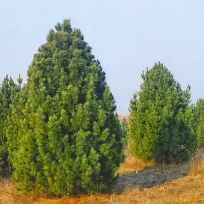 Сосна черная ПИРАМИДАЛИС в Жлобине