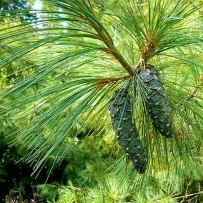 Сосна гриффита в Жлобине