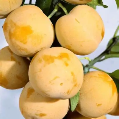 Слива РЕНКЛОД ранний в Жлобине