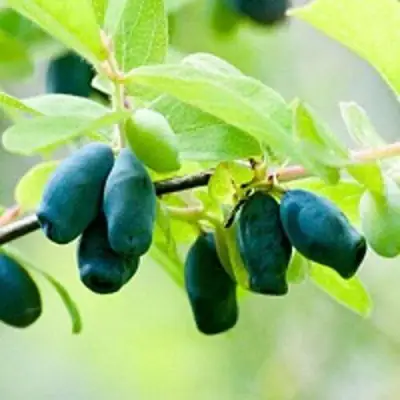 Жимолость съедобная АМФОРА в Жлобине