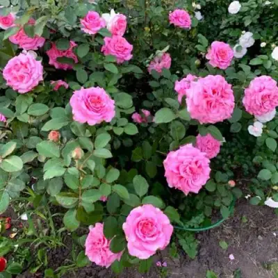 Роза ЭШЛИ чайно-гибридная в Жлобине