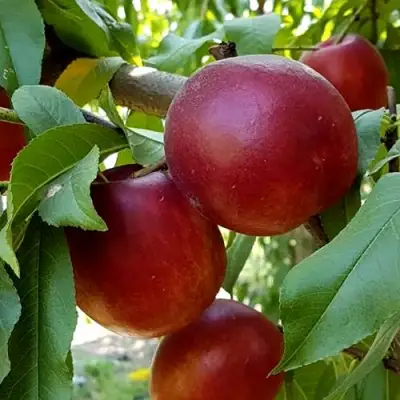 Нектарин ФАНТАЗИЯ в Жлобине