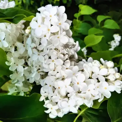 Сирень МАЛЕНЬКИЙ ПРИНЦ в Жлобине