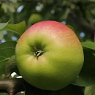 Яблоня СОКОЛОВСКОЕ стелющаяся в Жлобине