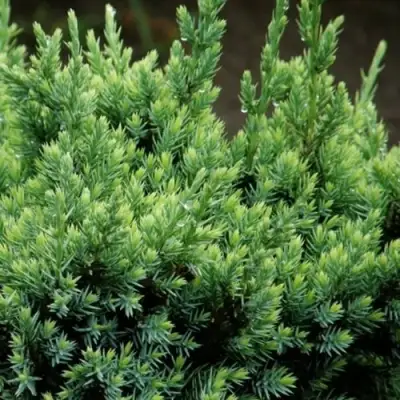 Можжевельник ХОЛГЕР чешуйчатый в Жлобине