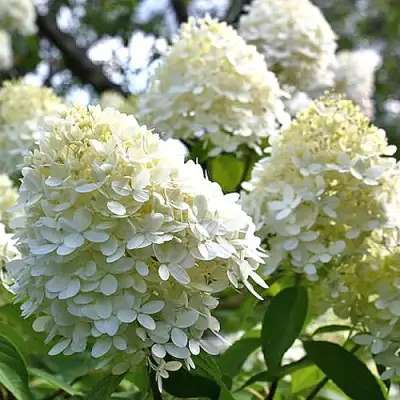 Гортензия БОМБШЕЛ метельчатая в Жлобине