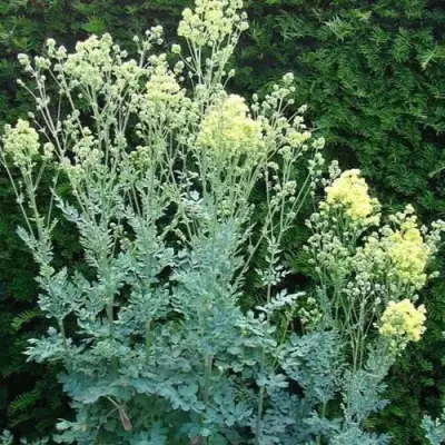 Василистник ГЛАУКУМ желтый в Жлобине