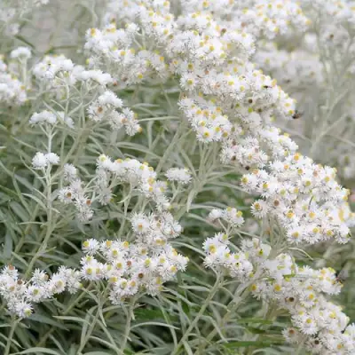 Анафалис ЖЕМЧУЖНЫЙ в Жлобине