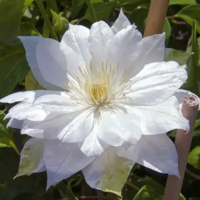 Клематис ДАЧЕСС ОФ ЭДИНБУРГ в Жлобине