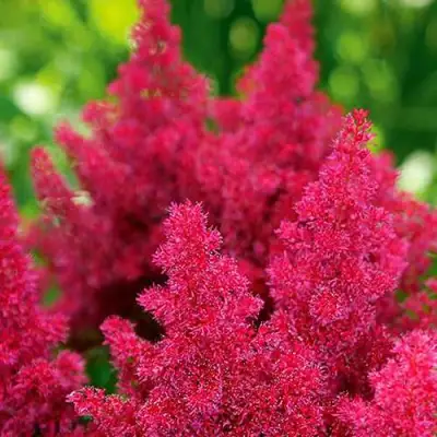 Астильба КОБЛЕНЦ японская в Жлобине