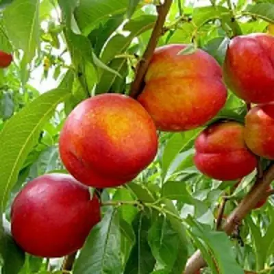 Нектарин ХАРБЛЕЙЗ в Жлобине