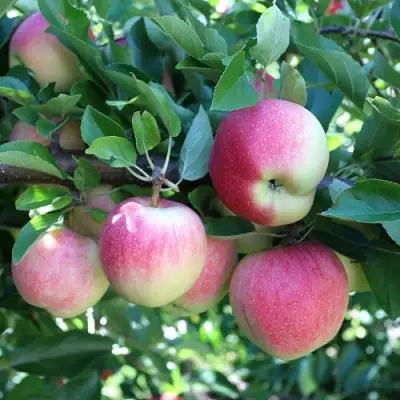 Яблоня ГРУШОВКА МОСКОВСКАЯ в Жлобине