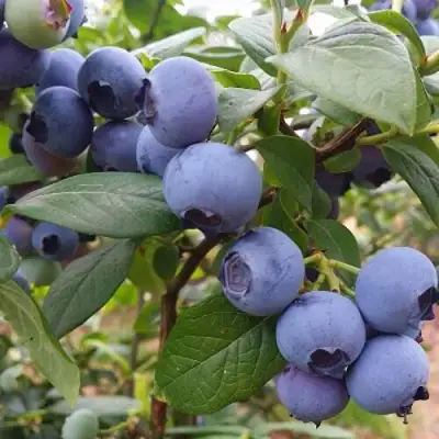 Голубика БЛЮГОЛД в Жлобине