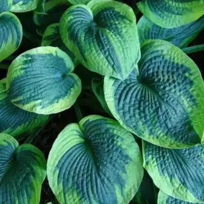 Хоста ТОКУДАМА ФЛАВОЦИРЦИНАЛИС гибридная в Жлобине