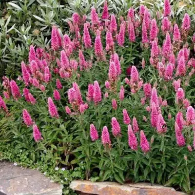 Вероника РОЗЕА колосковая в Жлобине