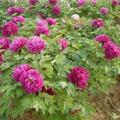 Пион КИТАЙСКИЙ ШЕЛК травянистый в Жлобине