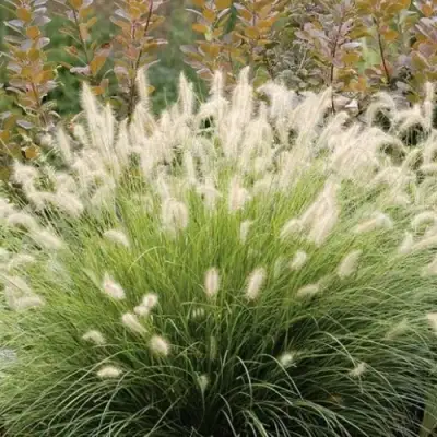 Пеннисетум ХАМЕЛН в Жлобине