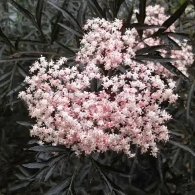 Бузина черная БЛЭК ЛЕЙС ЕВА в Жлобине