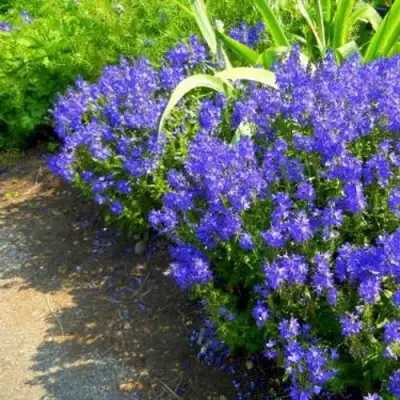 Вероника РОЯЛ БЛЮ большая в Жлобине