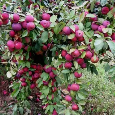 Яблоня ФЛОРИНА в Жлобине