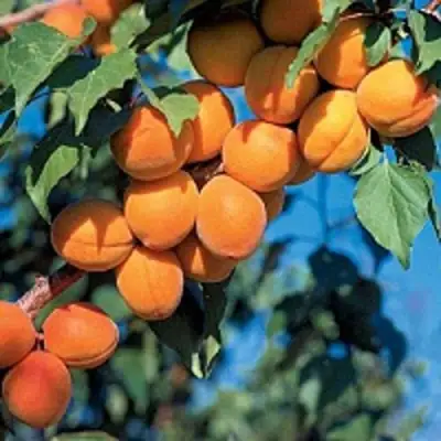 Абрикос ХАРКОТ в Жлобине