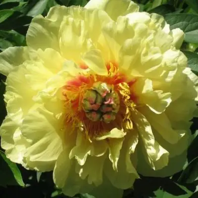 Пион ЗОЛОТАЯ КОРОНА древовидный в Жлобине