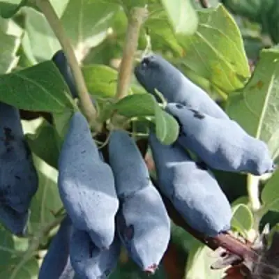 Жимолость съедобная НИМФА (ГАММА) в Жлобине