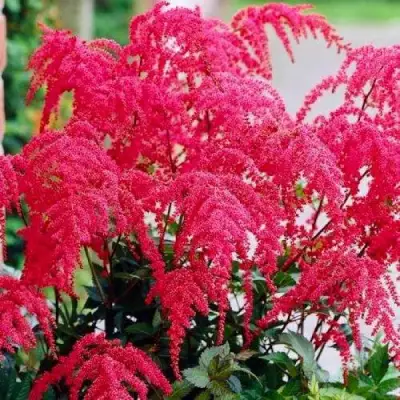 Астильба РЕД ЧАРМ Арендса в Жлобине