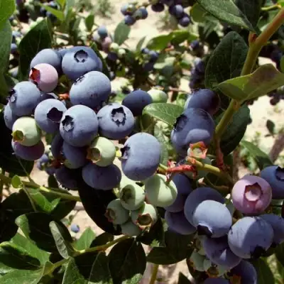 Голубика ЭЛИЗАБЕТ в Жлобине