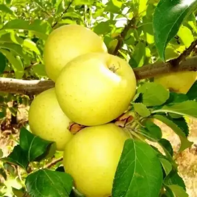 Яблоня ГОЛДЕН ДЕЛИШЕС в Жлобине