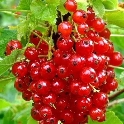 Смородина красная НЕНАГЛЯДНАЯ в Жлобине