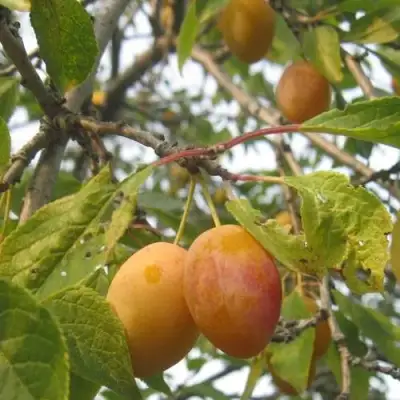 Слива НАТАША в Жлобине