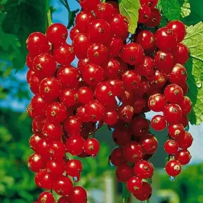 Смородина красная РОВАДА в Жлобине