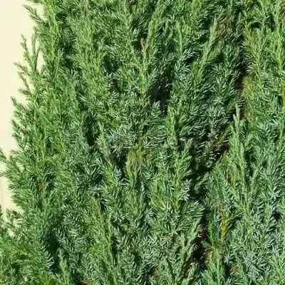 Можжевельник ХИБЕРНИКА обыкновенный  в Жлобине