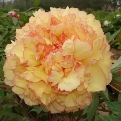 Пион ЗОЛОТАЯ РОССЫПЬ древовидный в Жлобине