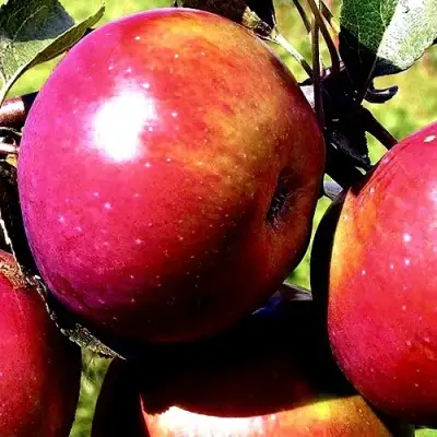 Яблоня ВЕСЯЛИНА в Жлобине