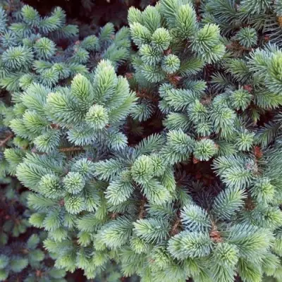 Ель ЭХИНИФОРМИС сизая в Жлобине