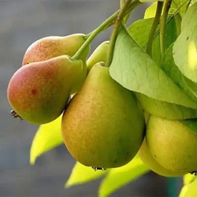 Груша СЕВЕРЯНКА в Жлобине