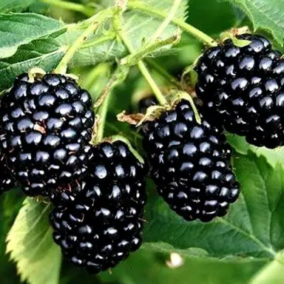 Ежевика ПРАЙМ АРК ТРЕВЕЛЕР ремонтантная  в Жлобине