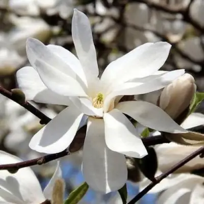 Магнолия ЛЕБНЕРА МЕРРИЛЛ в Жлобине