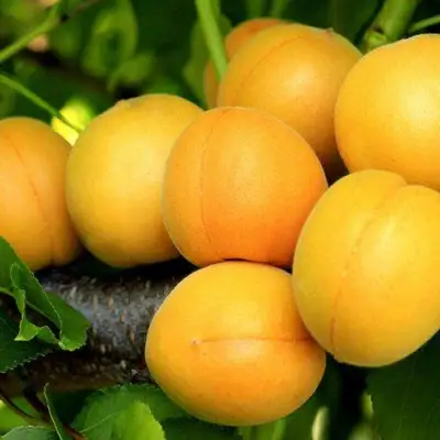 Абрикос ЦАРСКИЙ в Жлобине