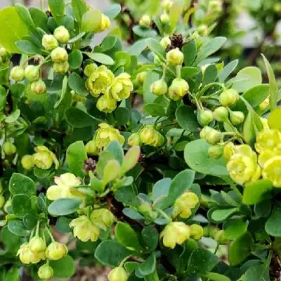 Барбарис КОБОЛЬД тунберга в Жлобине