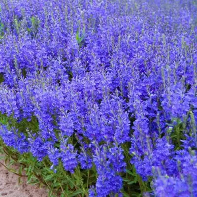 Вероника австрийская в Жлобине