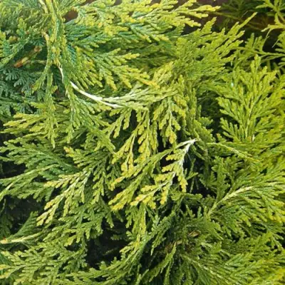 Кипарисовик САНКИСТ лавсона в Жлобине