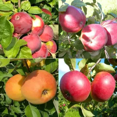 Комплект ЯБЛОНЕВЫЙ КВАРТЕТ в Жлобине