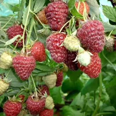 Малина ЖАР-ПТИЦА в Жлобине