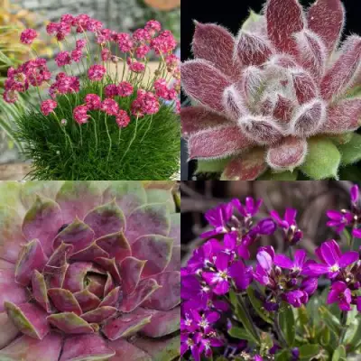 Комплект МИНИ САД в Жлобине