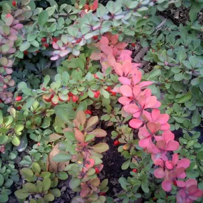 Барбарис ГРИН КАРПЕТ тунберга в Жлобине